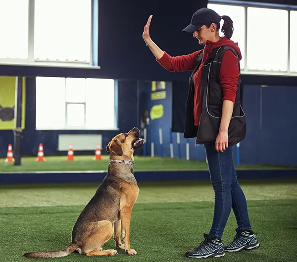 Comportement et education canine – Les cles